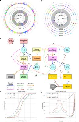 An in silico modeling approach to understanding the dynamics of the post-burn immune response